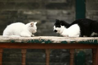 【精】生命力の源『精（せい）』とは？～東洋医学が教える究極のアンチエイジング～【とろLabo用語集 Vol.10】