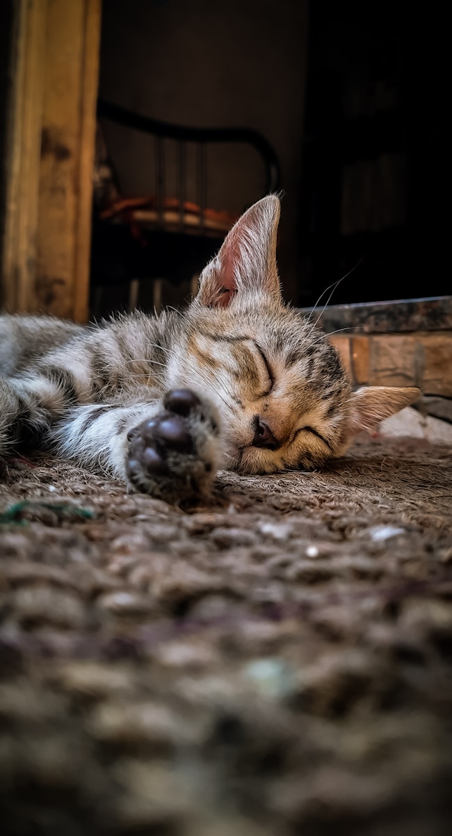 【科学的睡眠ハック】8時間寝てもダルい人へ。睡眠の「質」を劇的に上げる、5つのゴールデンルール