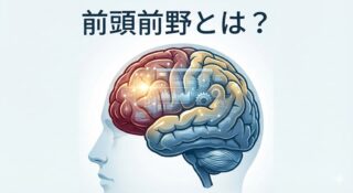 前頭前野（PFC）とは？脳科学的な「定義」と、高次機能を司る「3つの領域」を徹底解説