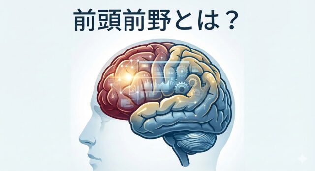 前頭前野（PFC）とは？脳科学的な「定義」と、高次機能を司る「3つの領域」を徹底解説