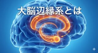 大脳辺縁系とは？情動と記憶を司る「古い脳（本能）」の構造と役割