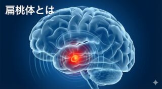 扁桃体（Amygdala）とは？「恐怖」と「情動」を司る脳内アーモンドの働きとメカニズム