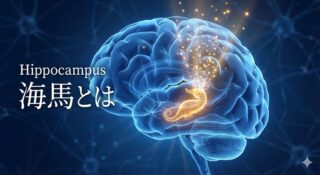 海馬（Hippocampus）とは？記憶の「固定化」と「空間認知」を担う大脳辺縁系の中枢