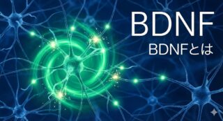 BDNFとは？記憶と学習を支える「脳の肥料」と神経新生のメカニズム