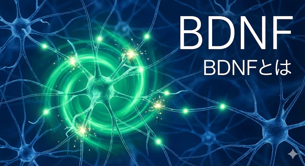 BDNFとは？記憶と学習を支える「脳の肥料」と神経新生のメカニズム