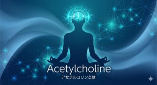 アセチルコリンとは?「休息」と「覚醒」を制御する神経伝達物質の機能とメカニズム